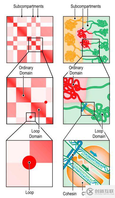 如何理解chromatin loops染色質(zhì)