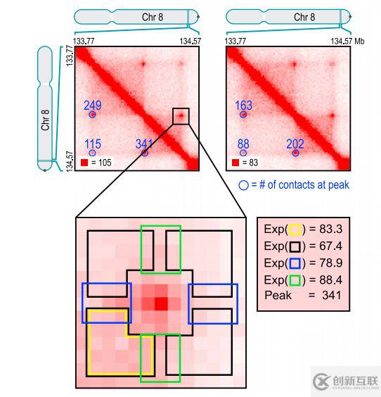 如何理解chromatin loops染色質(zhì)