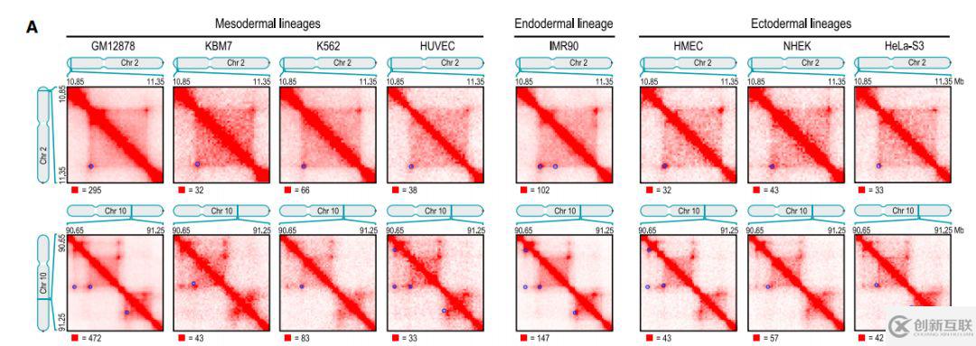 如何理解chromatin loops染色質(zhì)