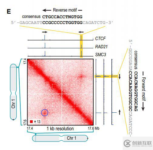 如何理解chromatin loops染色質(zhì)