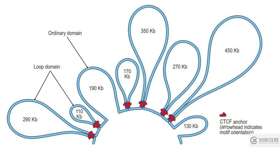 如何理解chromatin loops染色質(zhì)