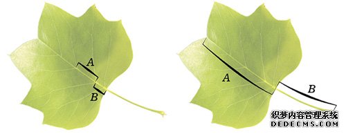 干貨分享: 幾何設(shè)計(jì)學(xué)原理の黃金分割在網(wǎng)頁(yè)設(shè)計(jì)中的應(yīng) <a href=