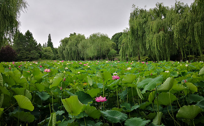 鹽城鹽瀆公園